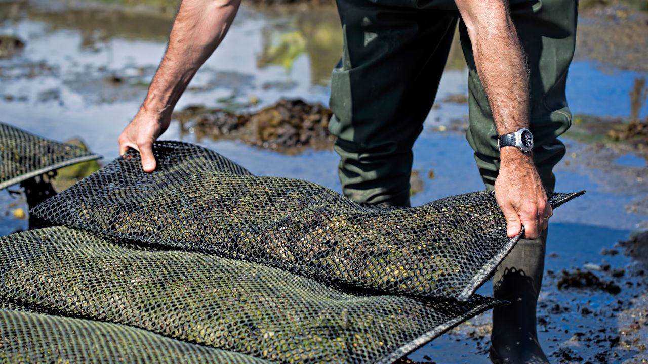 La région nouvelle-aquitaine face aux défis de l'ostréiculture La région nouvelle-aquitaine face aux défis de l'ostréiculture