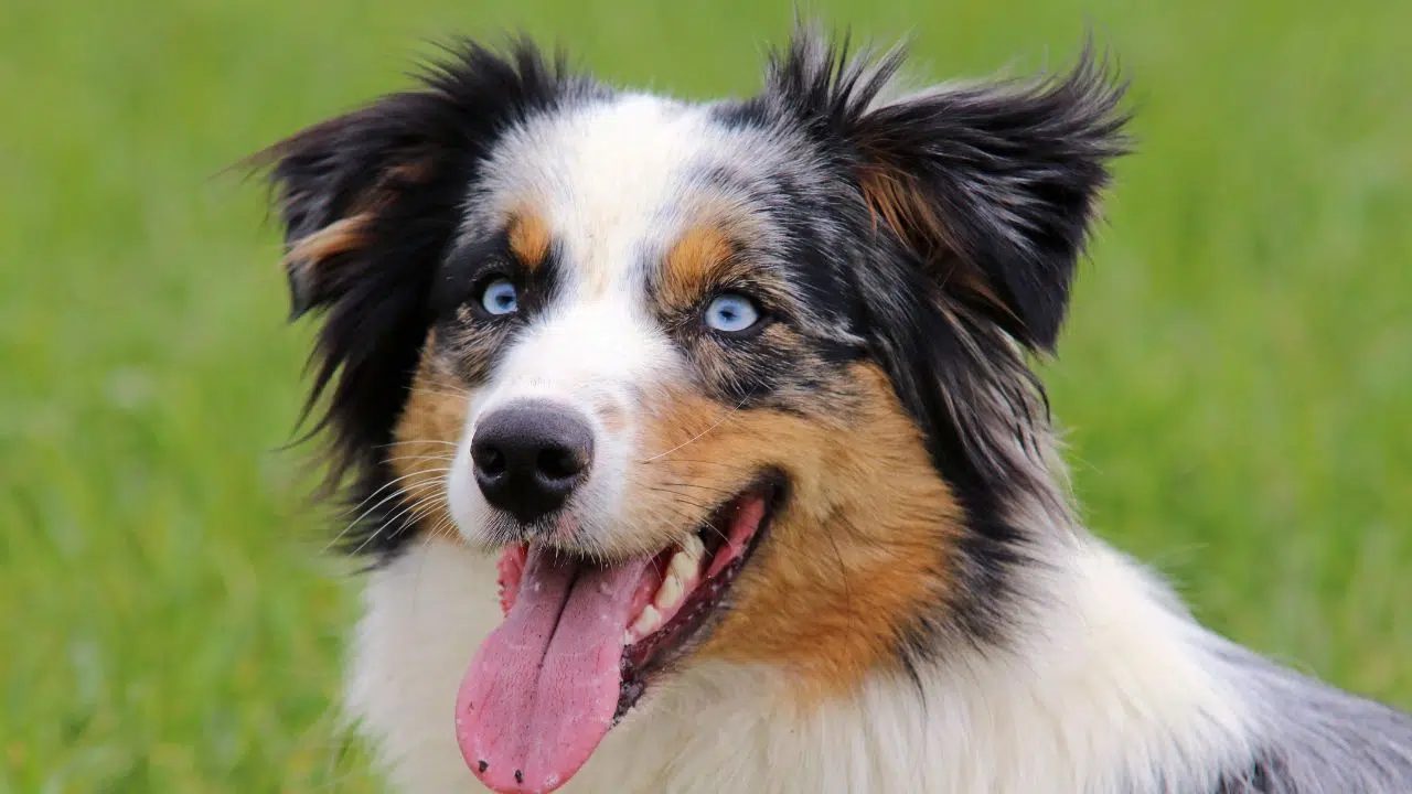 Le Berger Australien, toujours N°1 du TOP 20 des races canines préférées des Français