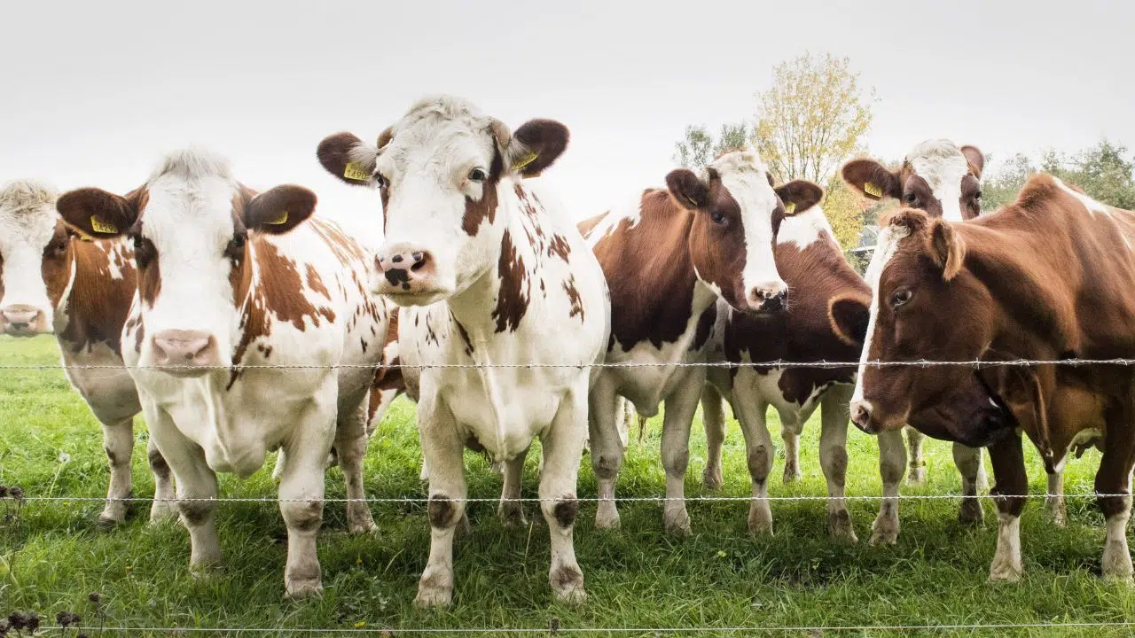 Maladie hémorragique épizootique (MHE) Une urgence sanitaire en France Maladie hémorragique épizootique (MHE) Une urgence sanitaire en France