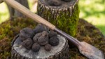 Où poussent les truffes en France