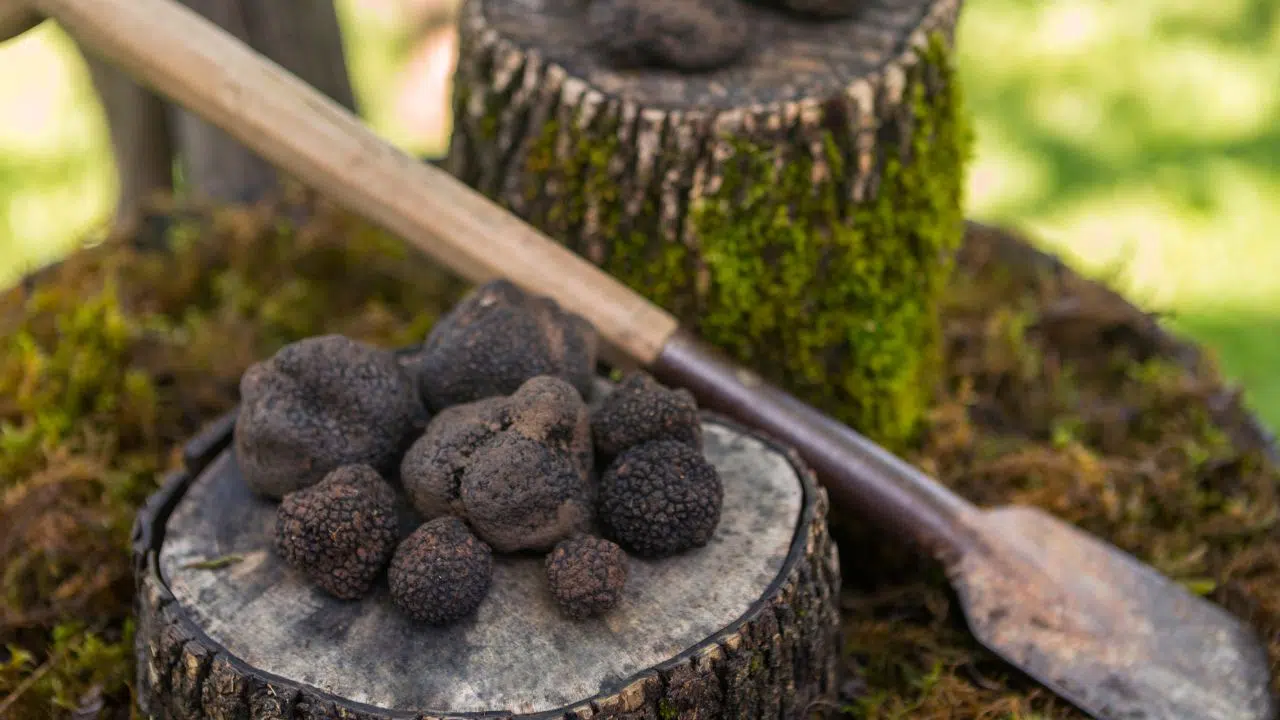 Où poussent les truffes en France Où poussent les truffes en France