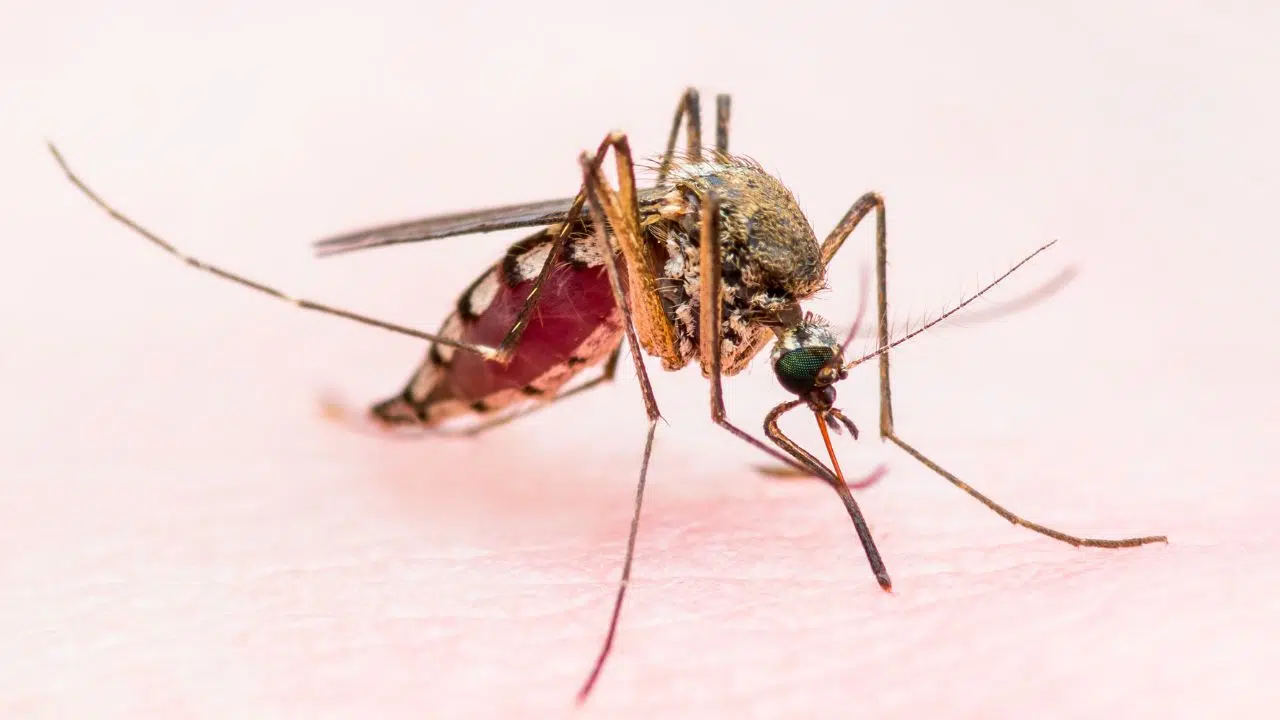 Quel est ce nouveau pays d'Afrique qui vient d'éradiquer le paludisme Quel est ce nouveau pays d'Afrique qui vient d'éradiquer le paludisme