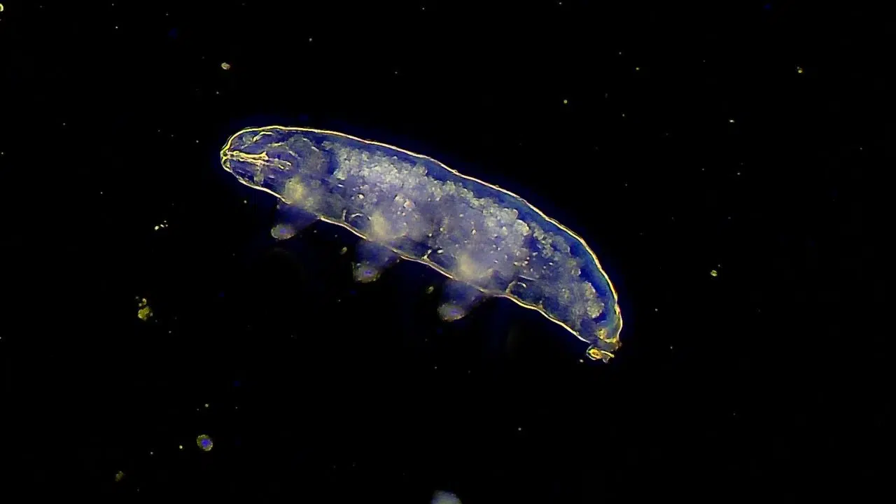 Science déconcertante Comment les tardigrades défient la mort dans des conditions extrêmes Science déconcertante Comment les tardigrades défient la mort dans des conditions extrêmes