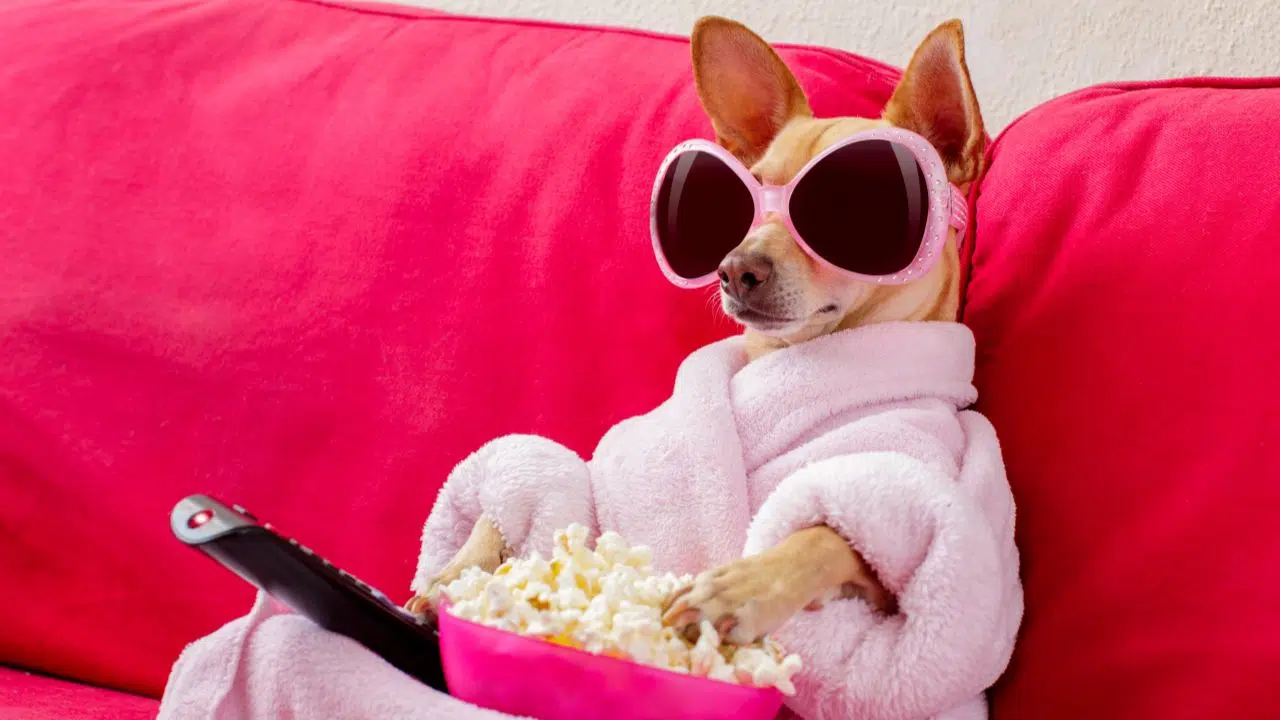 TF1, Leader Incontesté de la Télévision Française TF1, Leader Incontesté de la Télévision Française