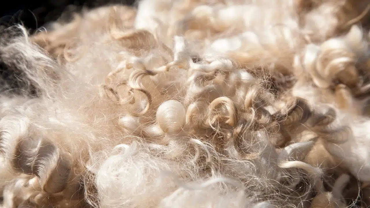 Chanvre, bois, laine, quels matériaux pour décarboner le secteur du bâtiment Chanvre, bois, laine, quels matériaux pour décarboner le secteur du bâtiment