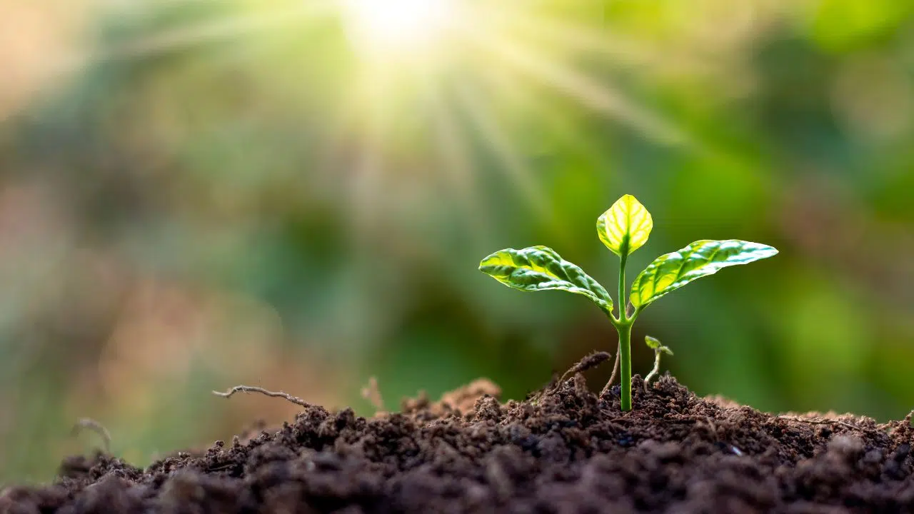 Comment les plantes décident du moment exact pour arrêter de grandir et commencer à fleurir Comment les plantes décident du moment exact pour arrêter de grandir et commencer à fleurir