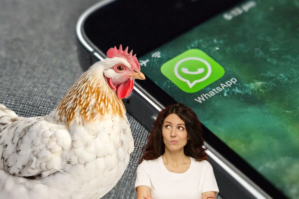 L'étude qui dérange : WhatsApp, un allié inattendu de la désinformation ? L'étude qui dérange : WhatsApp, un allié inattendu de la désinformation ?