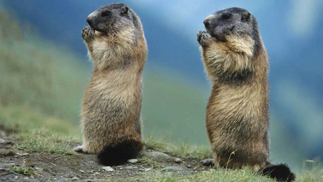 Journée de la Marmotte le 2 février 2024 Journée de la Marmotte le 2 février 2024