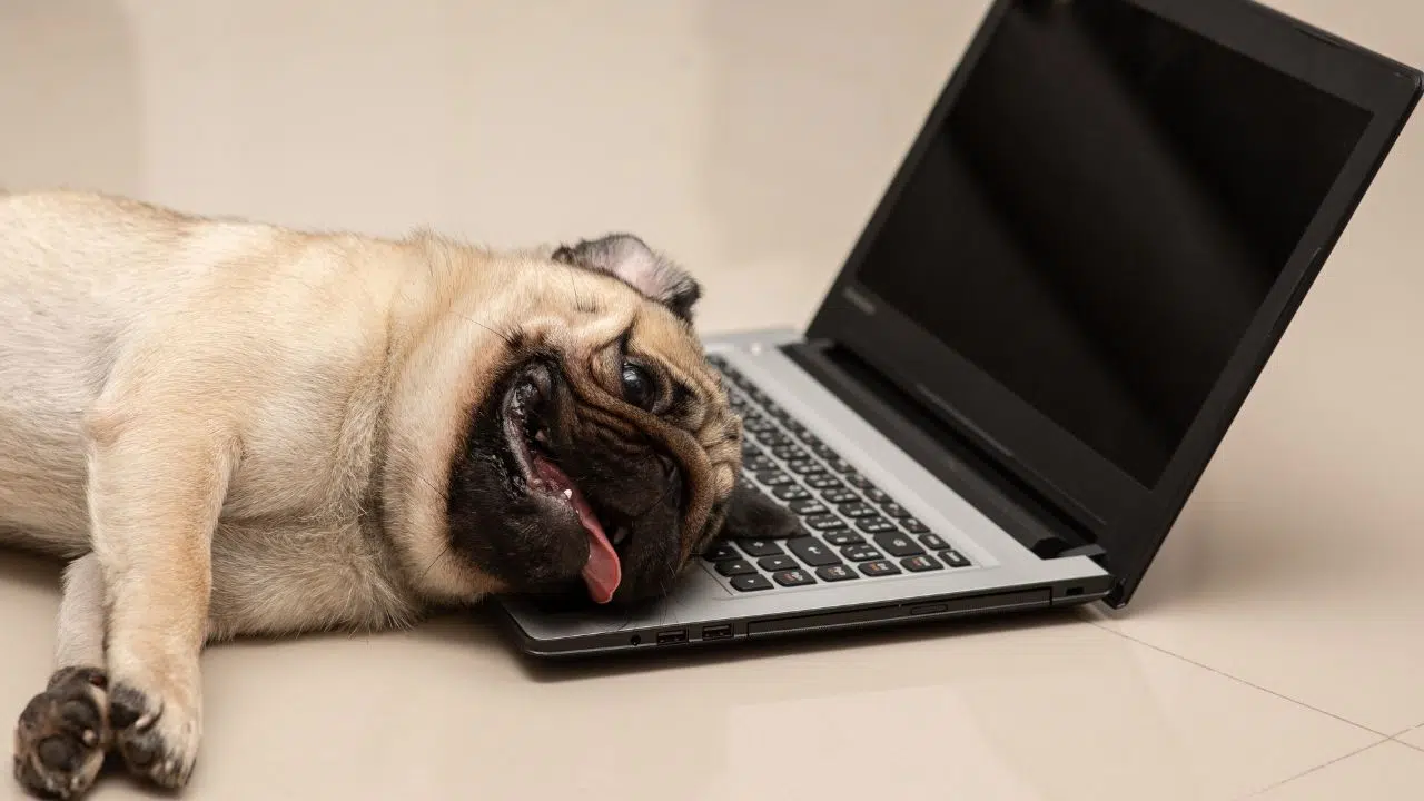 Journée mondiale des intelligences animales Le 4 janvier 2024 Journée mondiale des intelligences animales Le 4 janvier 2024