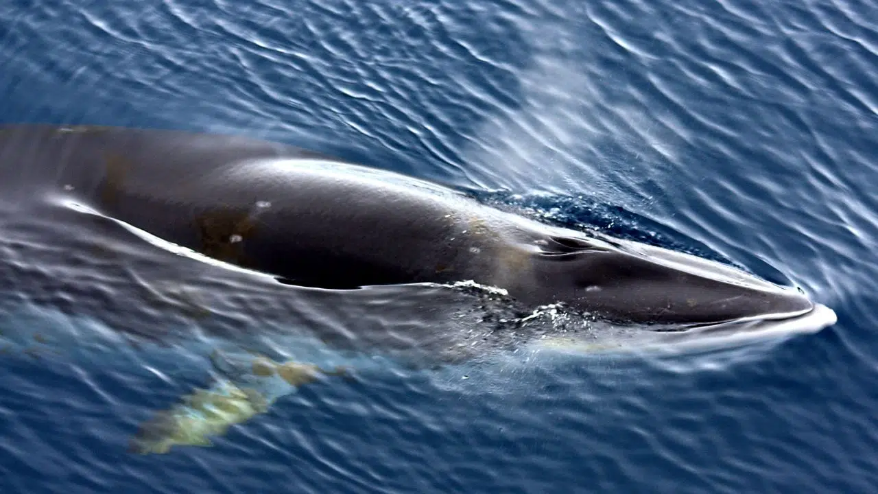 La Norvège augmente ses quotas de chasse à la baleine, ignorant les avertissements scientifiques La Norvège augmente ses quotas de chasse à la baleine, ignorant les avertissements scientifiques