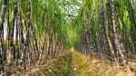 La feuille de route du Cirad pour une culture durable de la canne à sucre Vers une transition agroécologique