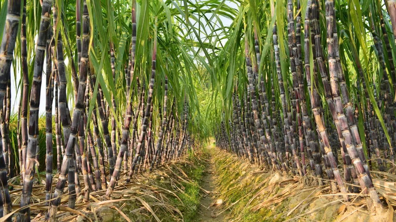 La feuille de route du Cirad pour une culture durable de la canne à sucre Vers une transition agroécologique La feuille de route du Cirad pour une culture durable de la canne à sucre Vers une transition agroécologique