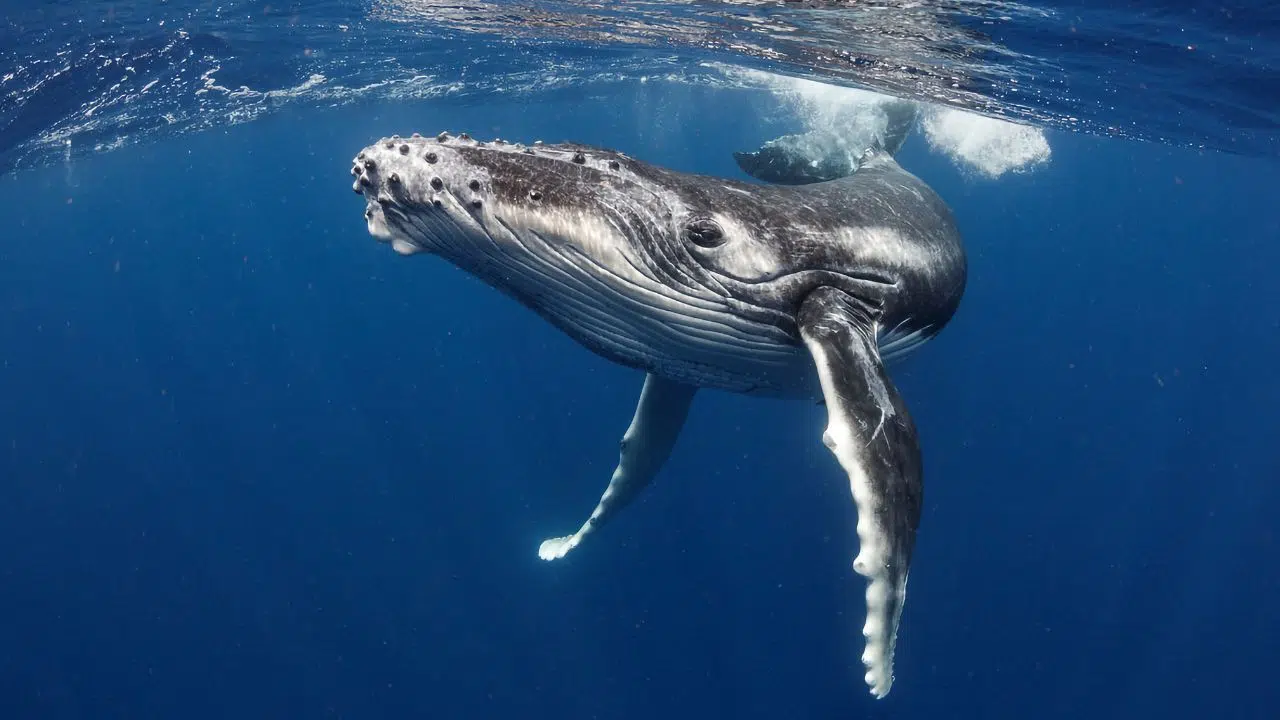 La journée internationale de la baleine le 19 février 2024 La journée internationale de la baleine le 19 février 2024