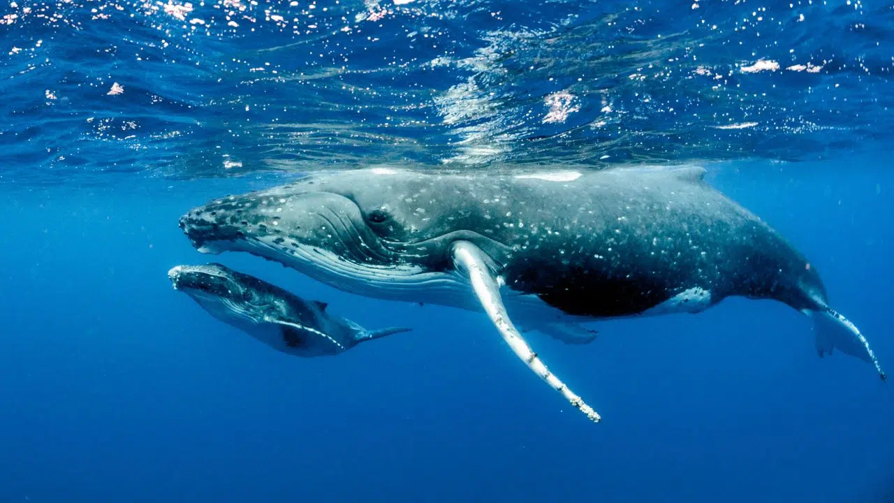 La plupart des baleines ne produisent pas leurs chants avec leurs cordes vocales d'après la science La plupart des baleines ne produisent pas leurs chants avec leurs cordes vocales d'après la science