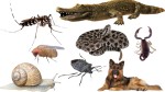 Les animaux les plus mortels pour l'homme ne sont pas ceux que vous croyez !