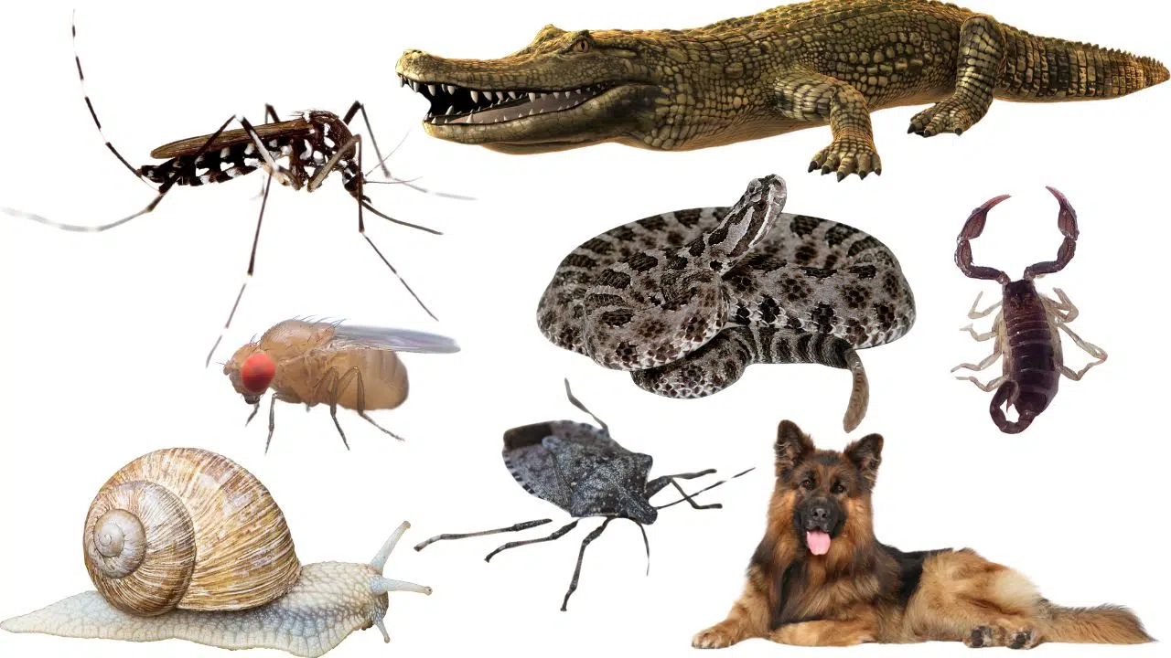 Les animaux les plus mortels pour l'homme ne sont pas ceux que vous croyez ! Les animaux les plus mortels pour l'homme ne sont pas ceux que vous croyez !