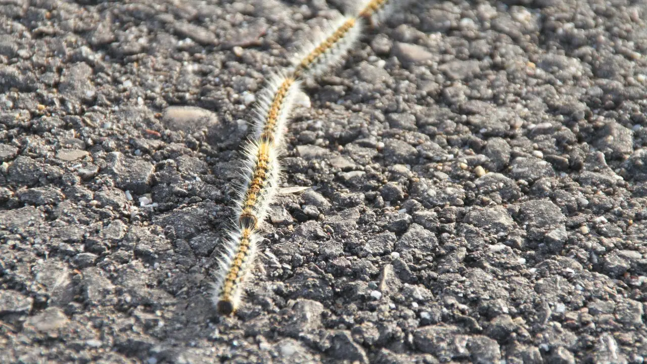 Les chenilles processionnaires sur le point d'envahir Paris Les chenilles processionnaires sur le point d'envahir Paris