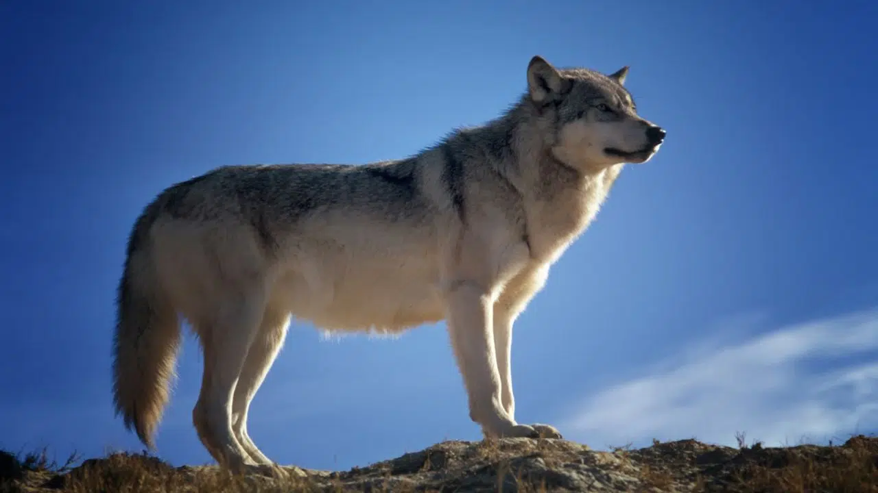 Nouveau plan national d’actions sur le loup et l’élevage Nouveau plan national d’actions sur le loup et l’élevage
