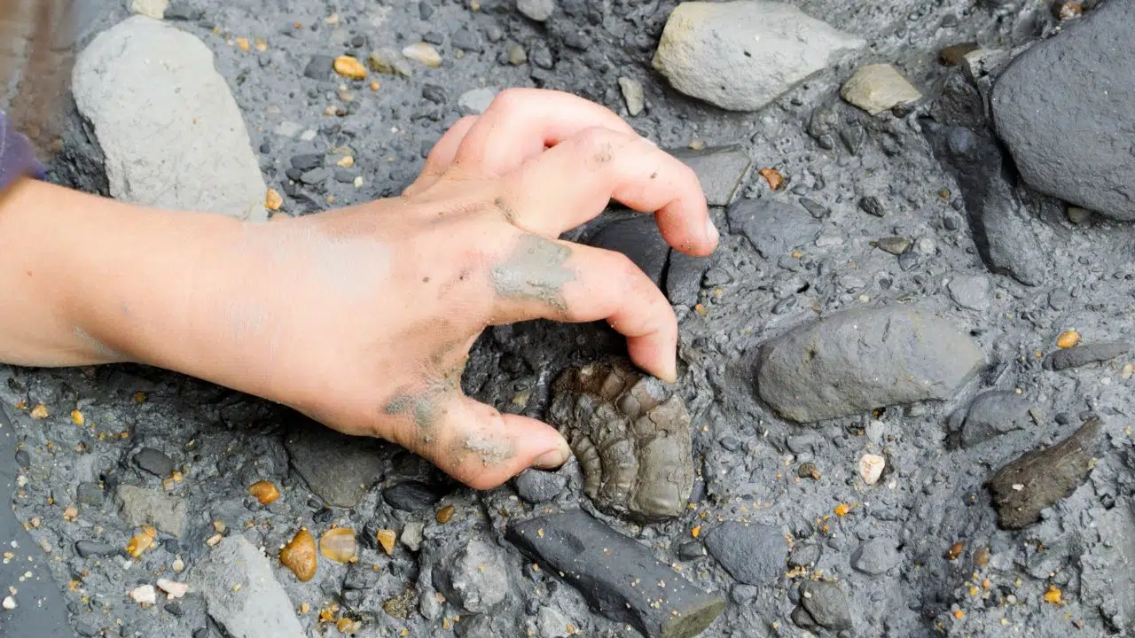 Où trouver des fossiles en France Guide du prospecteur