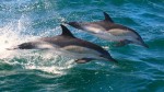 Pourquoi y a t'il autant de capture de dauphins dans le golfe de Gascogne, et pourquoi est-il si difficile de les éviter