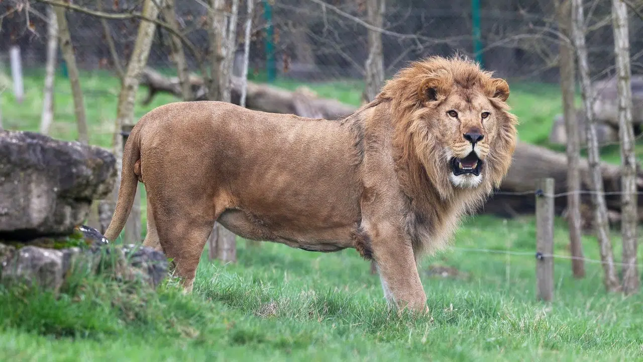 Trois lions d'Ukraine sauvés de la guerre, retrouvent un foyer en France après un long voyage