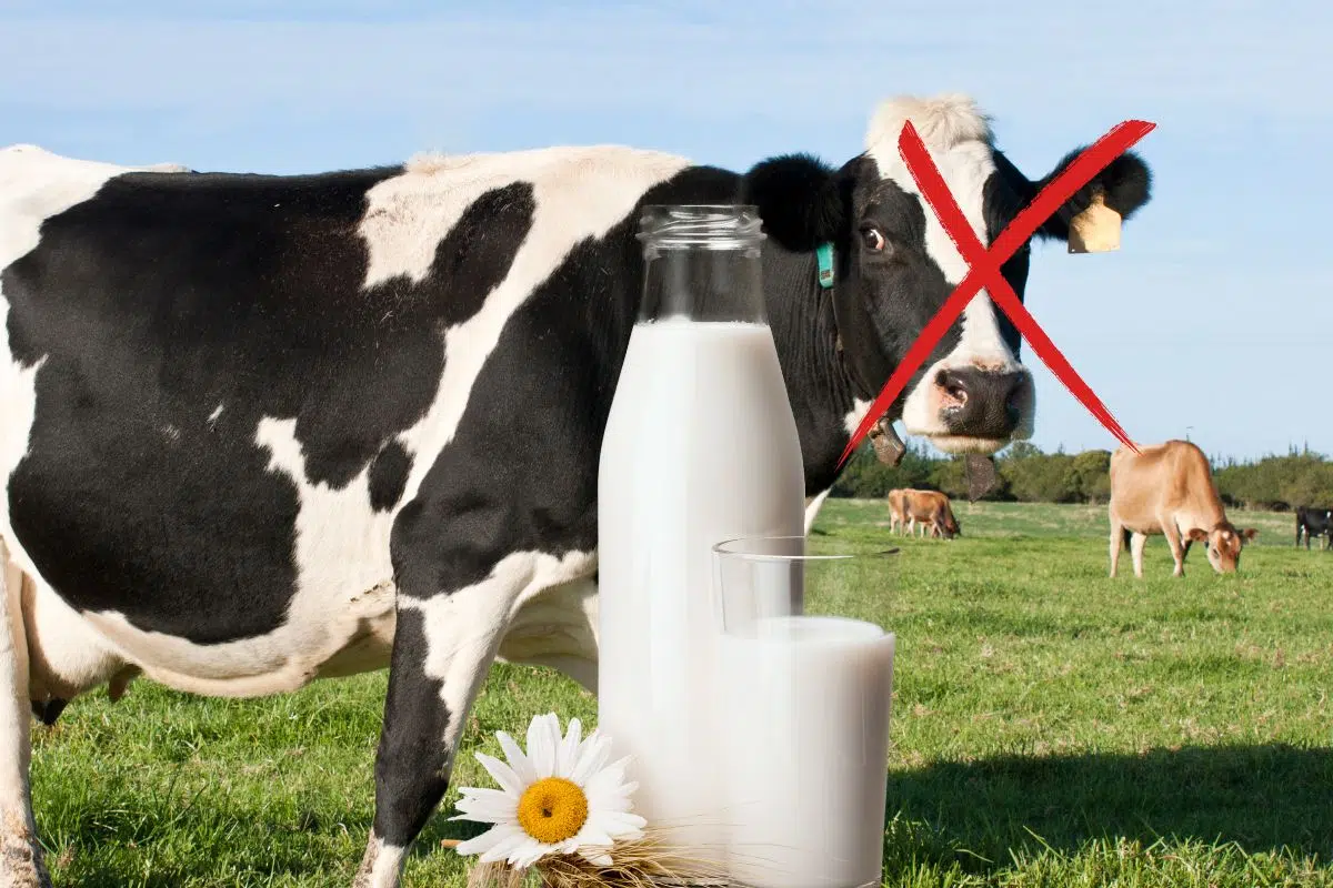 Du lait de vache... Sans vache. l'incroyable révolution Remilk Du lait de vache... Sans vache. l'incroyable révolution Remilk