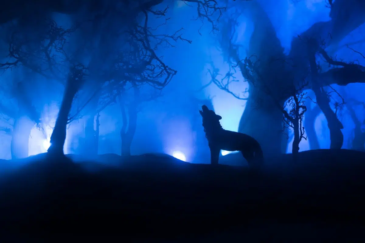 Les loups mutants de Tchernobyl ont développé une incroyable capacité 35 ans après l'explosion de la centrale Les loups mutants de Tchernobyl ont développé une incroyable capacité 35 ans après l'explosion de la centrale