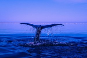 Incroyable découverte : Les baleines bleues peuvent s’accoupler avec d’autres espèces