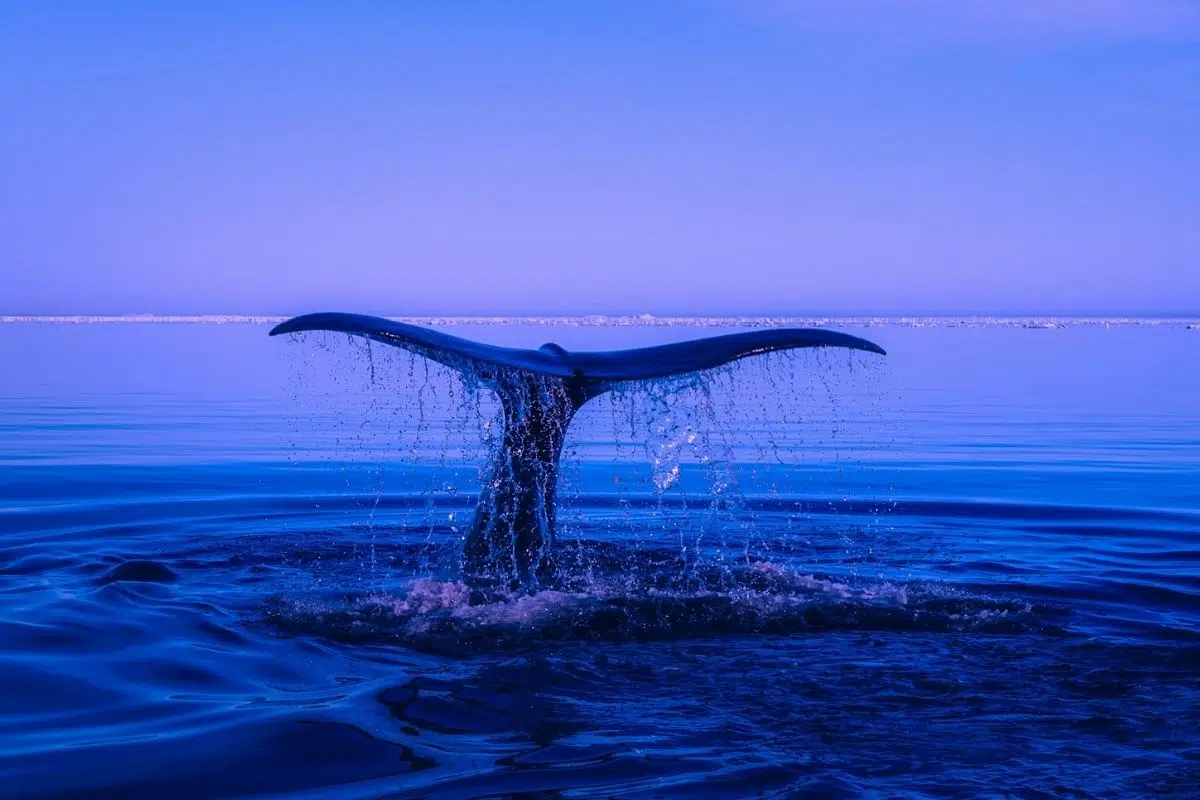 Incroyable découverte : Les baleines bleues peuvent s’accoupler avec d’autres espèces Incroyable découverte : Les baleines bleues peuvent s’accoupler avec d’autres espèces