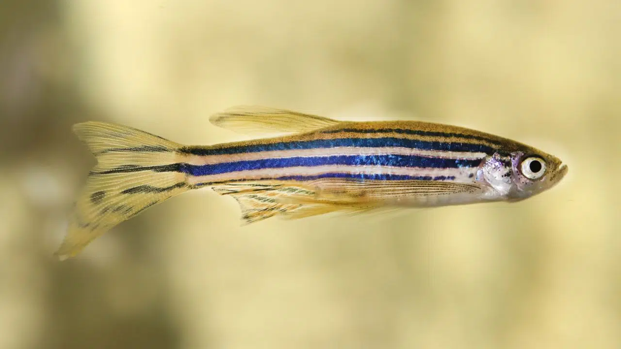 Aveugles, mais une horloge biologique jamais en retard Découvrez comment les poissons zèbres défient les lois de la nature Aveugles, mais une horloge biologique jamais en retard Découvrez comment les poissons zèbres défient les lois de la nature