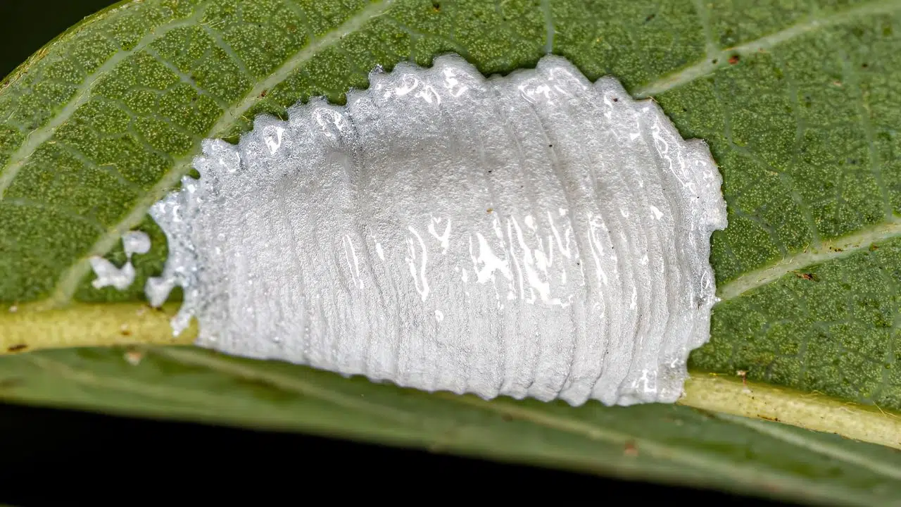 Découverte révolutionnaire des insectes de jardin détiennent le secret de l'invisibilité Découverte révolutionnaire des insectes de jardin détiennent le secret de l'invisibilité