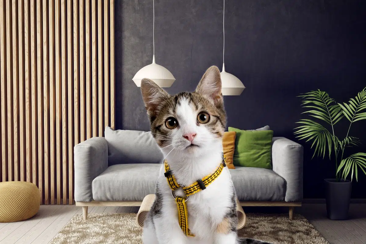 Votre chat reconnaît il vraiment votre voix ? Votre chat reconnaît il vraiment votre voix ?