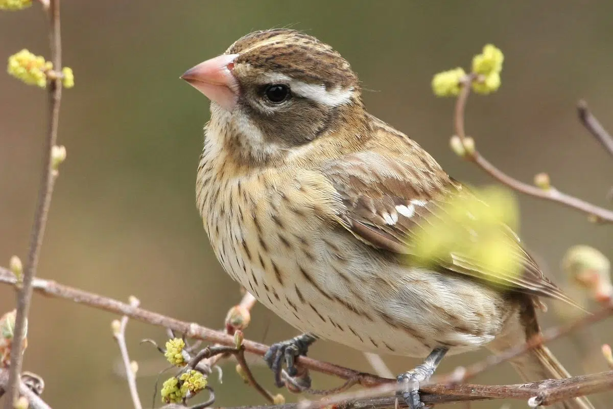 Les oiseaux qui mangent leur fiente ne sont pas si bête qu'il y parait d'après cette étude Les oiseaux qui mangent leur fiente ne sont pas si bête qu'il y parait d'après cette étude