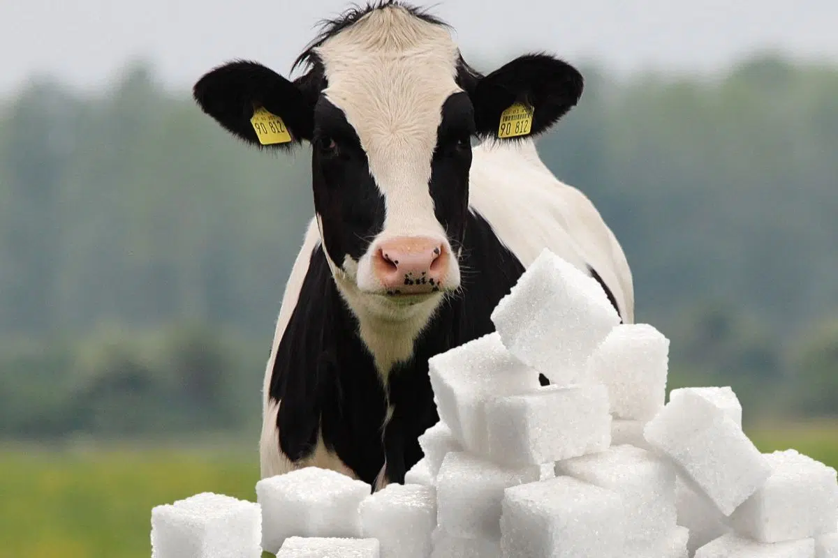 Science insolite : Les vaches bientôt à la rescousse des diabétiques Science insolite : Les vaches bientôt à la rescousse des diabétiques