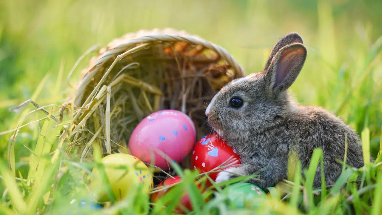 Est-ce que les lapins pondent à Pâques Est-ce que les lapins pondent à Pâques