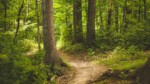 Journée internationale des forêts le 21 mars 2024