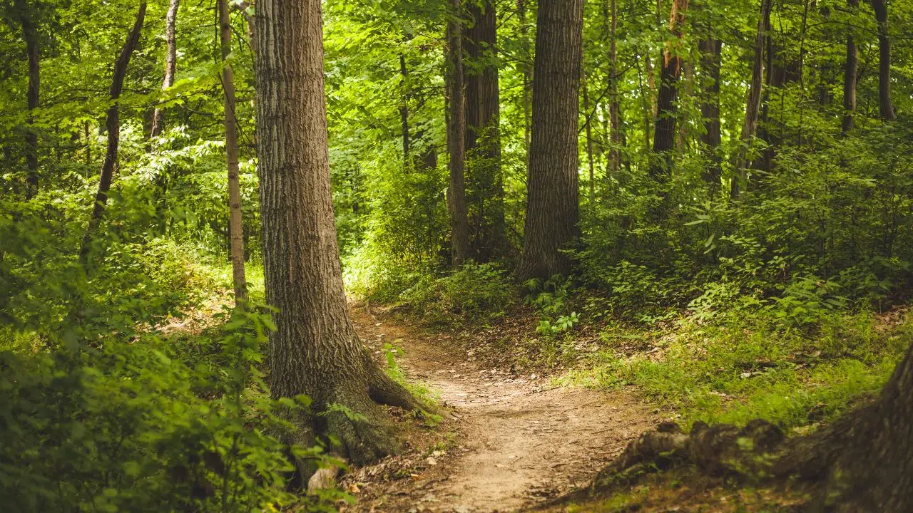 Journée internationale des forêts le 21 mars 2024 Journée internationale des forêts le 21 mars 2024