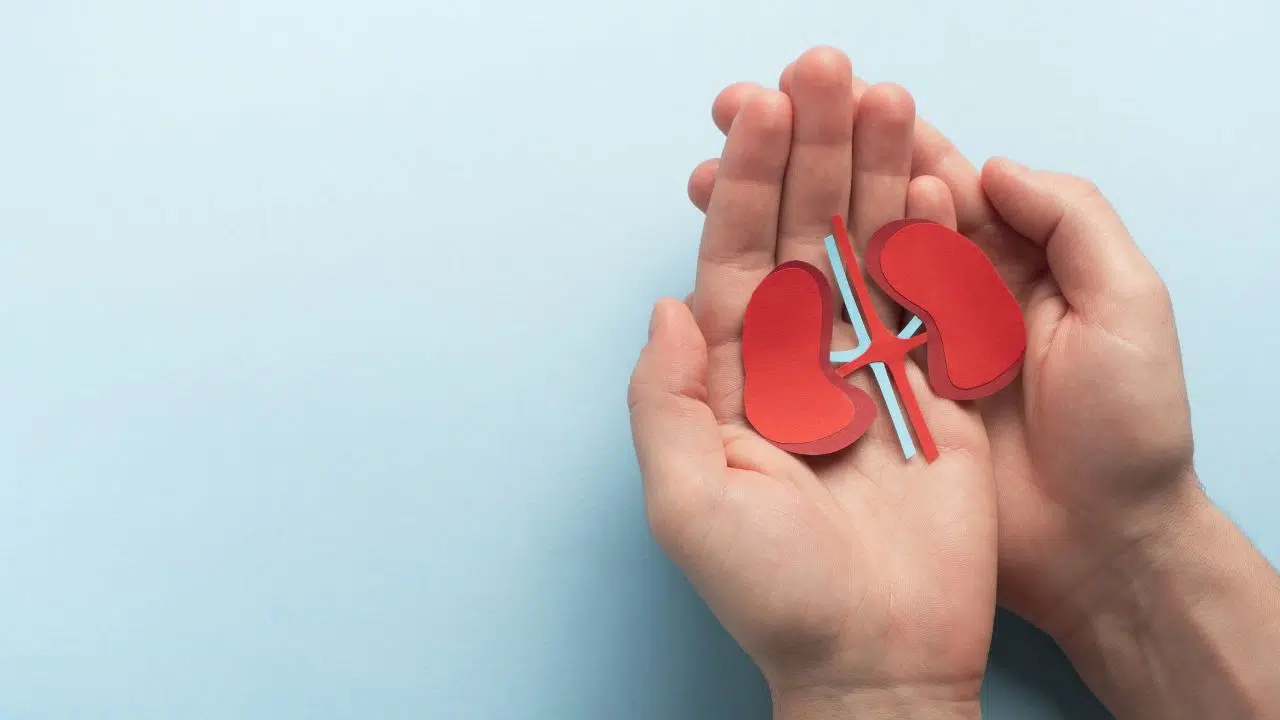 Journée mondiale du rein le 9 mars 2024
