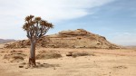 Les plantes tropicales face à la sécheresse un rôle clé des microbes