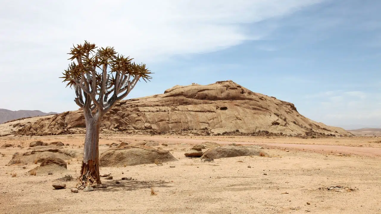 Les plantes tropicales face à la sécheresse un rôle clé des microbes Les plantes tropicales face à la sécheresse un rôle clé des microbes