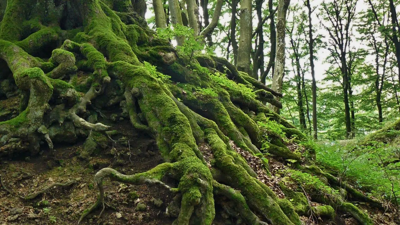 Quels sont les plus vieux arbres du Monde, d'Europe et de France