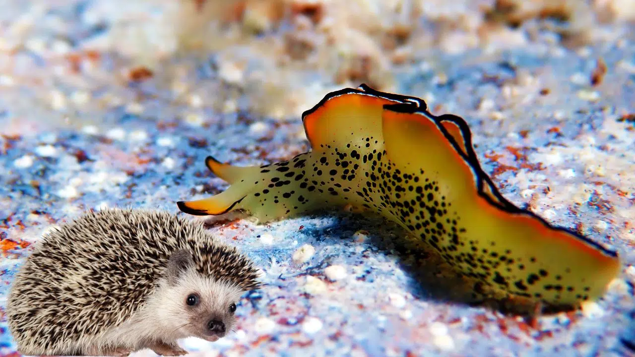 Top 10 des animaux qui ont le plus de dents, il y a des surprises Top 10 des animaux qui ont le plus de dents, il y a des surprises