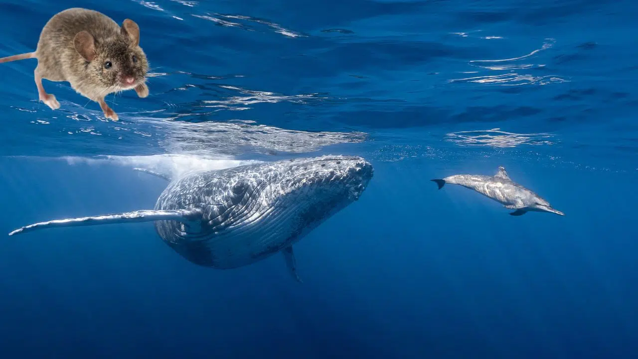 Vous ne devinerez jamais quel est le point commun entre le plus grand et le plus petit mammifère du monde Vous ne devinerez jamais quel est le point commun entre le plus grand et le plus petit mammifère du monde