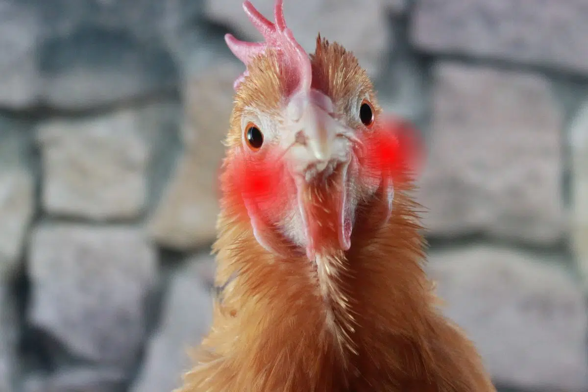 Cette découverte scientifique sur les poules est celle que l'humanité attendait le pied ferme depuis des siècles ! Cette découverte scientifique sur les poules est celle que l'humanité attendait le pied ferme depuis des siècles !