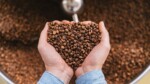 Comment savoir si un café est arabica ou robusta