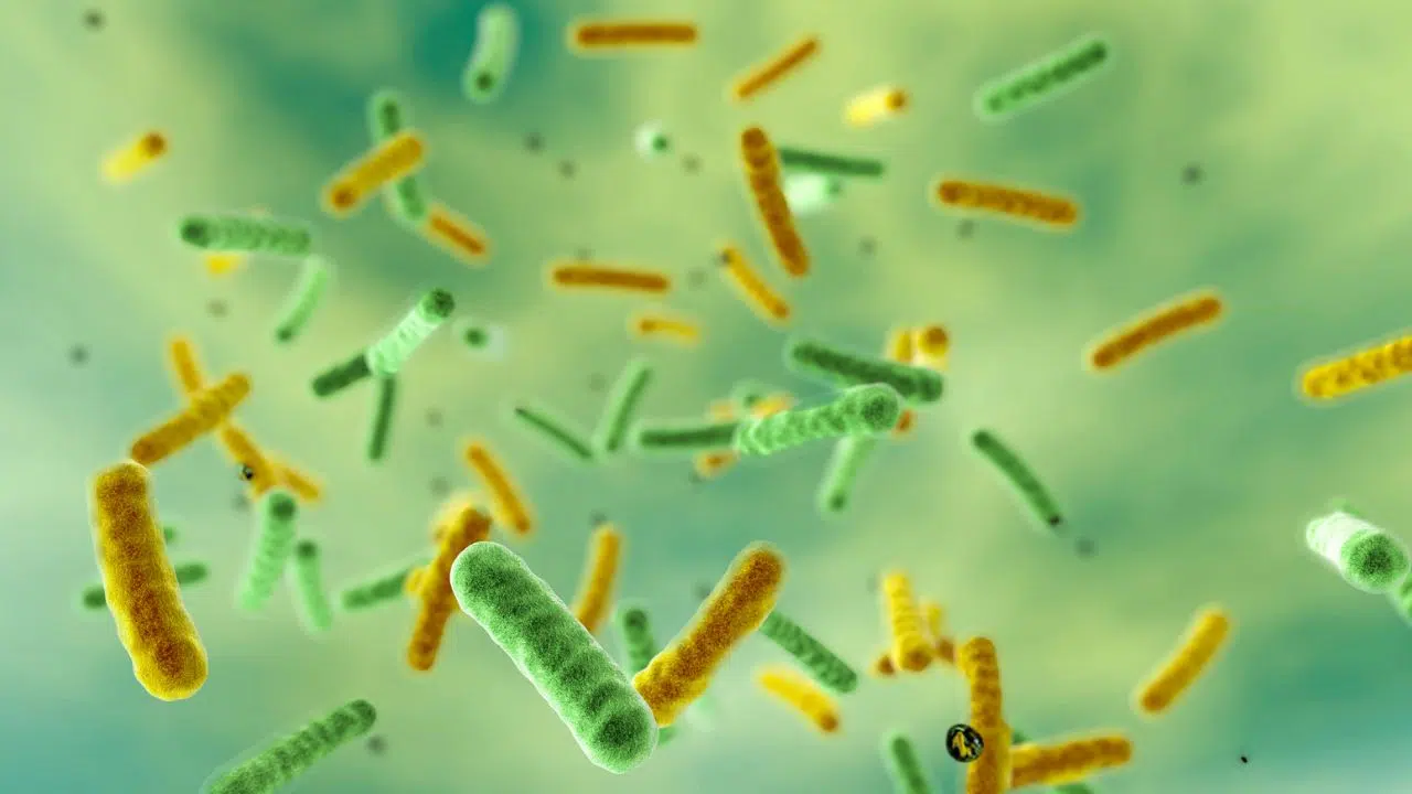 Confirmation de quatre nouveaux cas de choléra à Mayotte Confirmation de quatre nouveaux cas de choléra à Mayotte