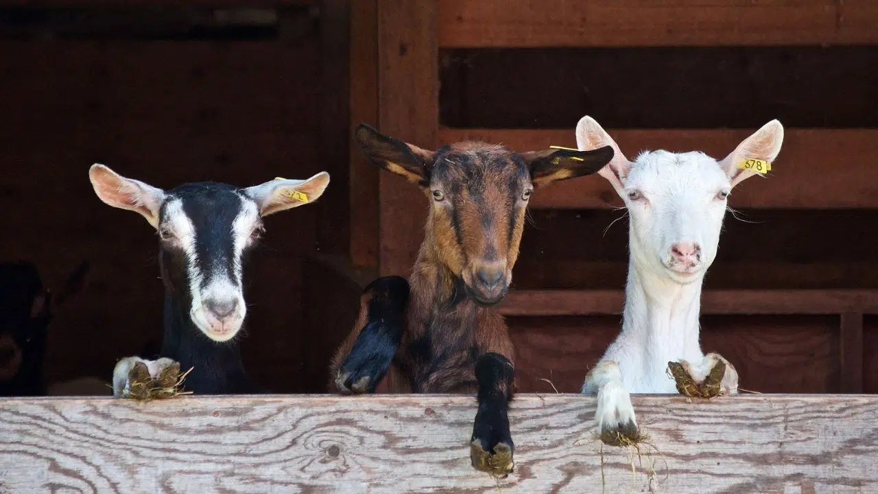 « Dans ta ferme ! » Une initiative d'Obione pour rapprocher éleveurs et consommateurs « Dans ta ferme ! » Une initiative d'Obione pour rapprocher éleveurs et consommateurs