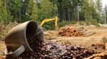 Déforestation et Café Ce que votre tasse ne vous dit pas
