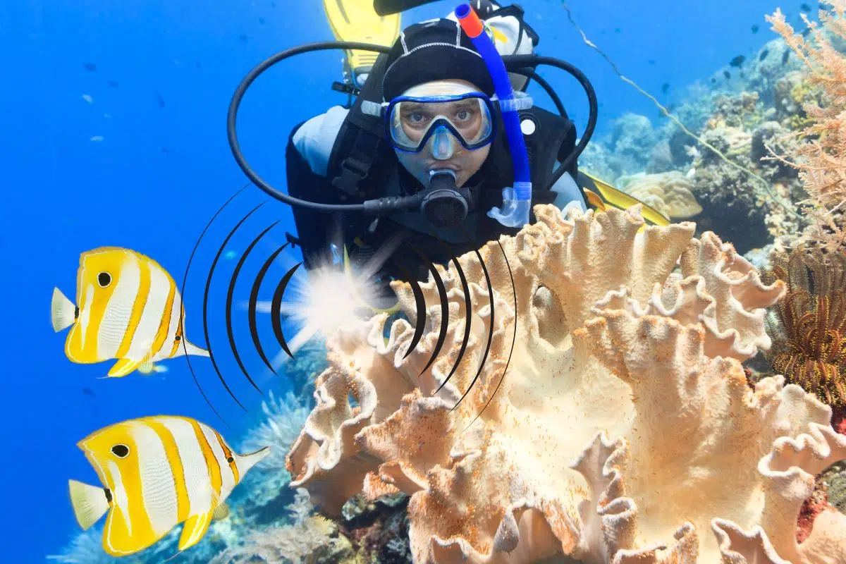 Plongée : Une invention folle qui permet de mettre dans la peau des poissons sous l'eau Plongée : Une invention folle qui permet de mettre dans la peau des poissons sous l'eau