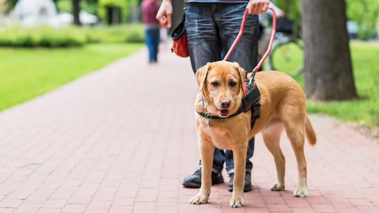 Journée internationale des chiens-guides le 26 avril 2024 Journée internationale des chiens-guides le 26 avril 2024
